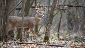 Illinois Hunting Outfitters: Your Ultimate Guide to a Memorable Hunting Experience